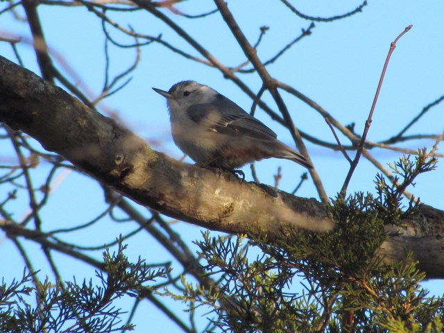 nuthatch maybe