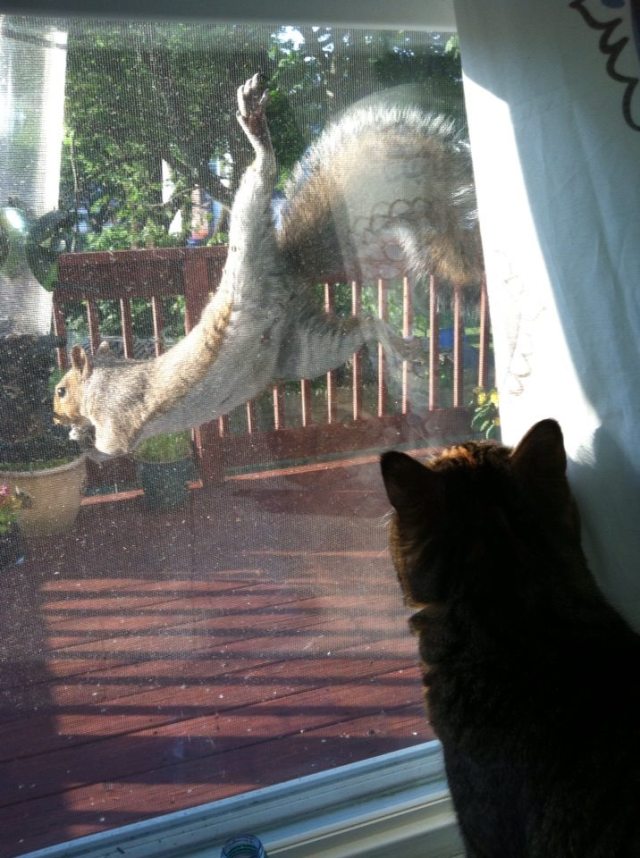 Squirrel