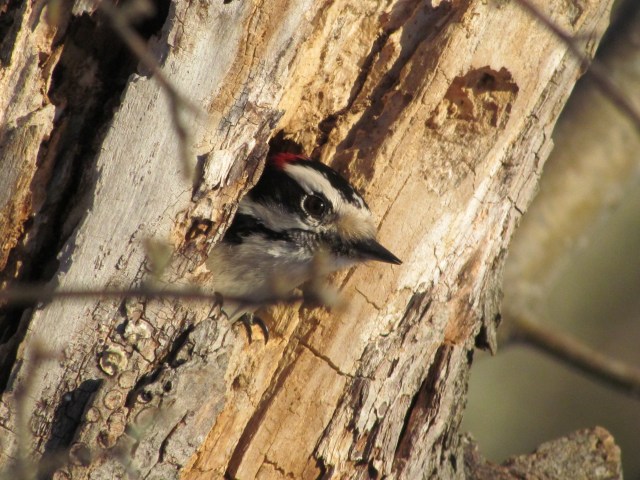 Woodpecker 2