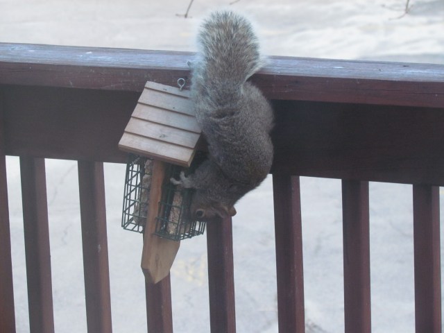 expletive squirrel