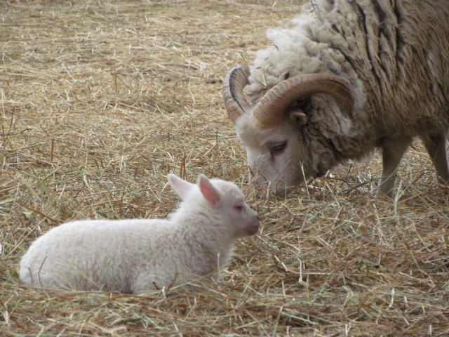 parent and baby sheep