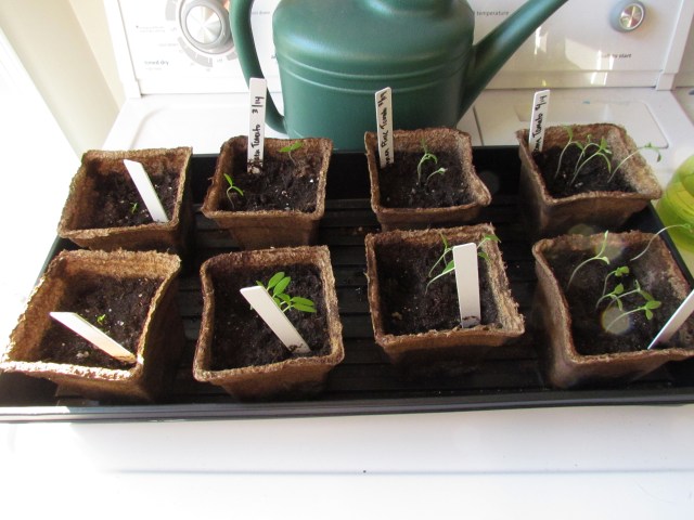plants 4.1