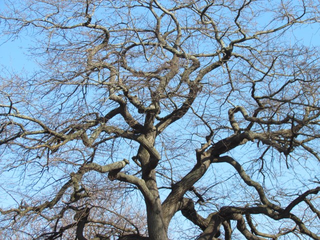 salem tree