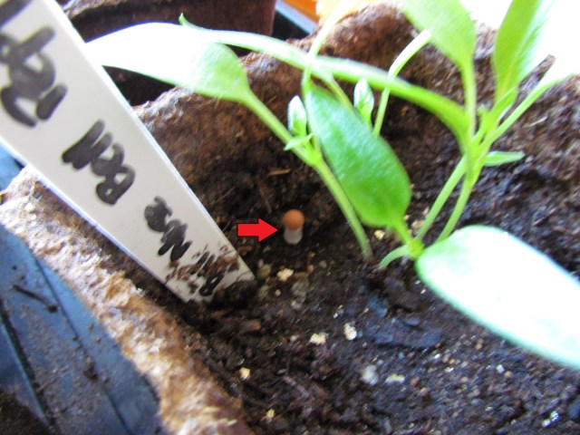 shroom