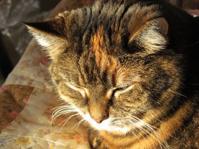 sunshine calypso