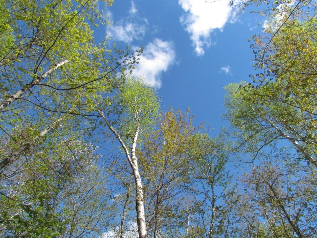 Baxter Sky