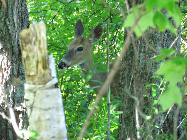 acadia doe