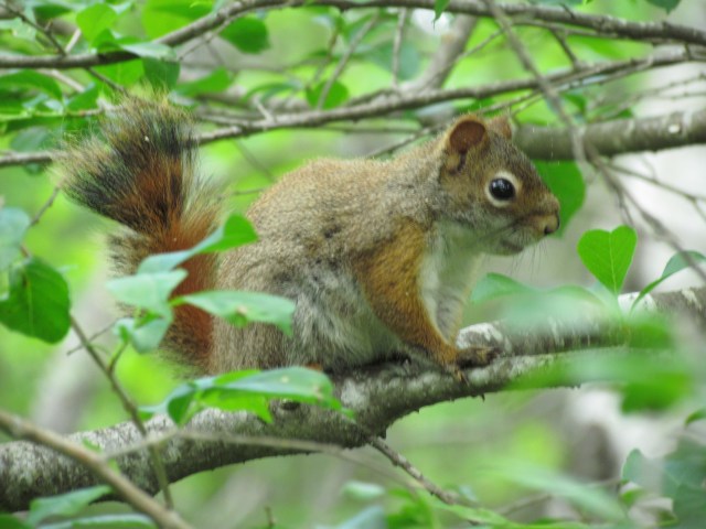 acadia red squirrel