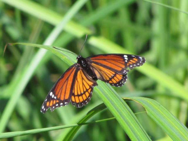 acadia viceroy