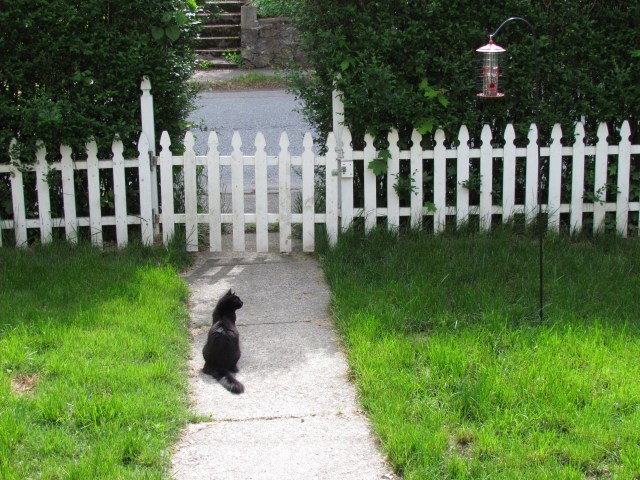 Cleo Front Yard