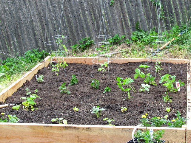 Garden June
