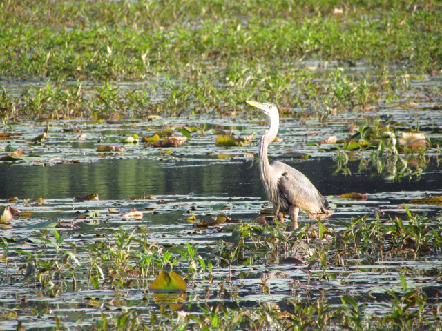 great meadows heron 2