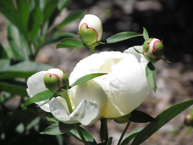 peony