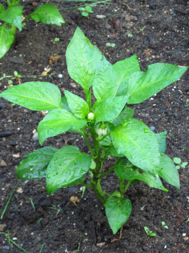 peppers