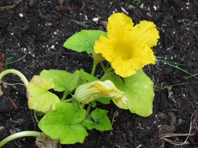 squash blossom