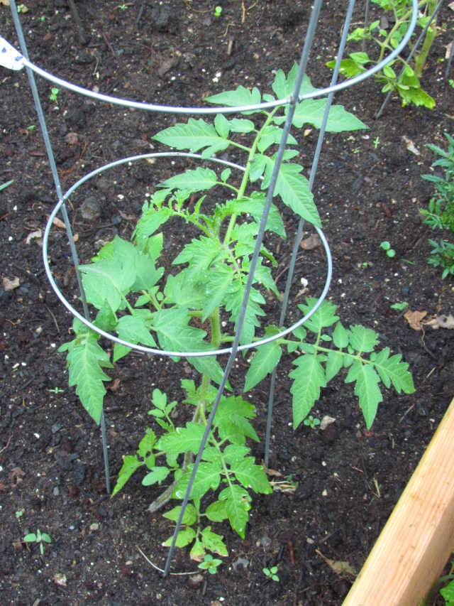 tomato plant