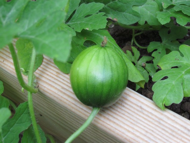 baby melon