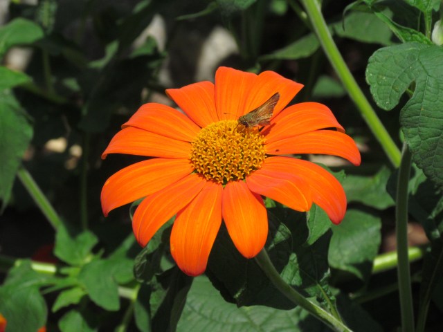 botanic orange