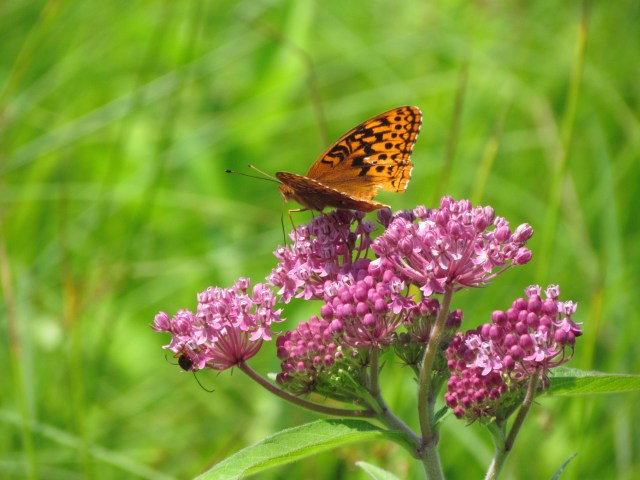 orange butterfly