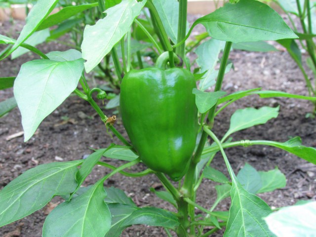 pepper