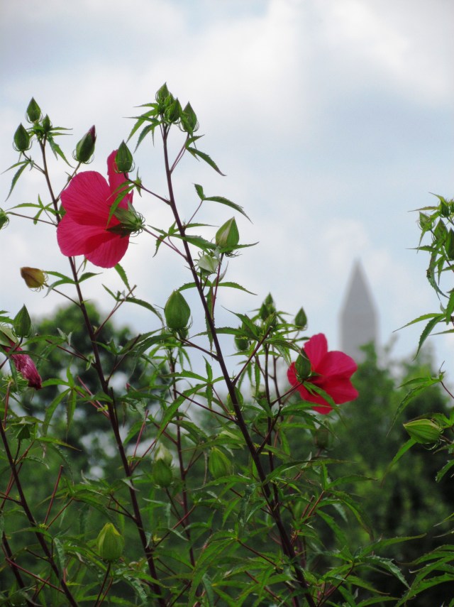washington flower