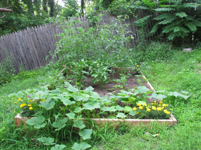 wild garden