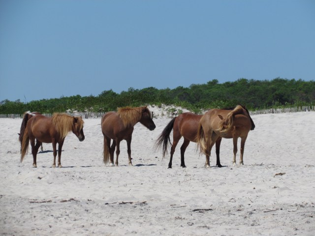 beach ponies