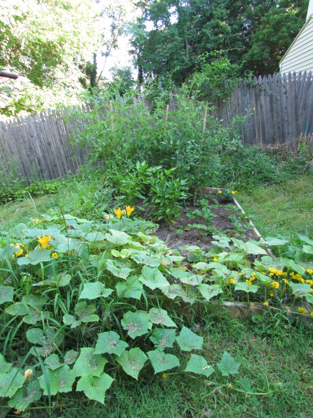 garden shot