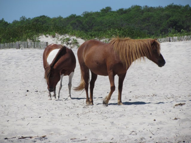 more ponies