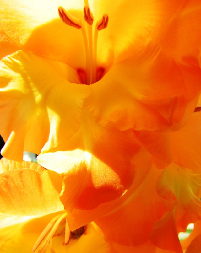 peach glads