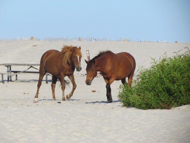 ponies beach