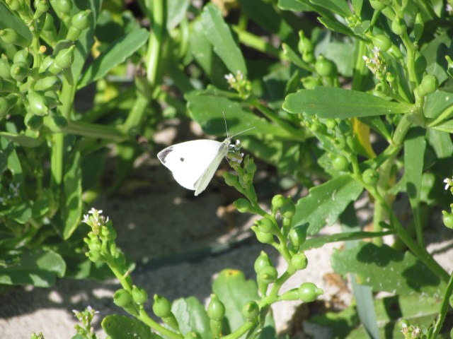 sea amaranth