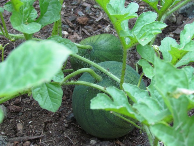 watermelons