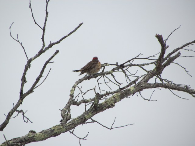 flicker