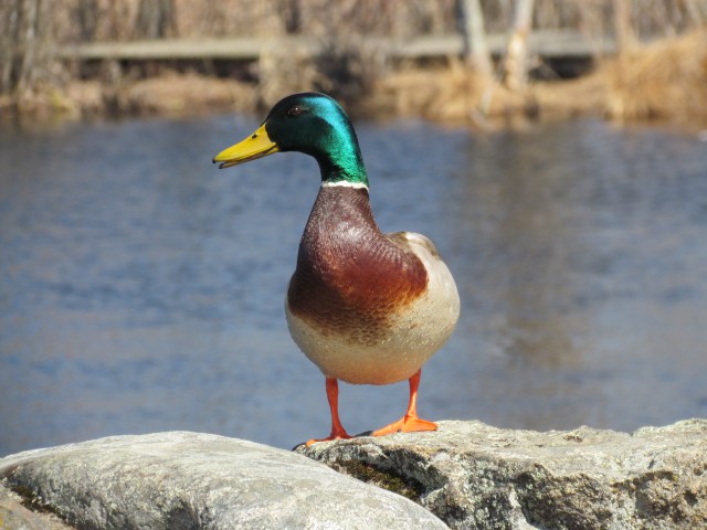 duck