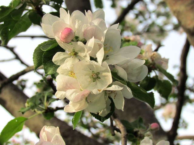apple blossoms