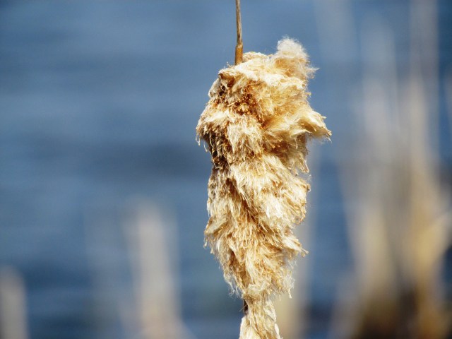 cattail
