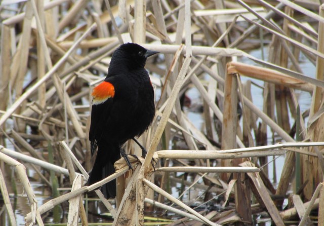 handsome birdie