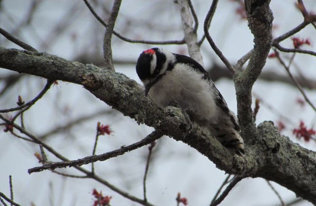 male woodpecker