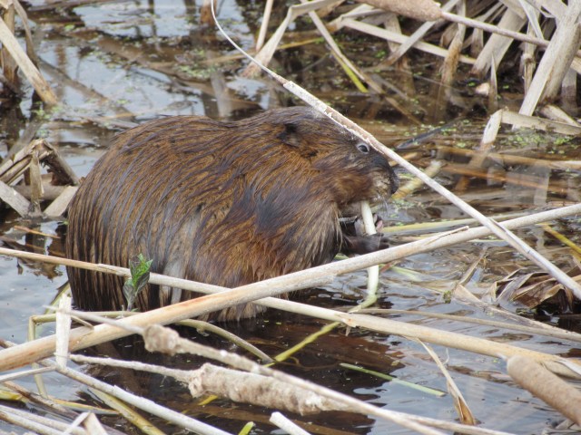 muskrat lunch