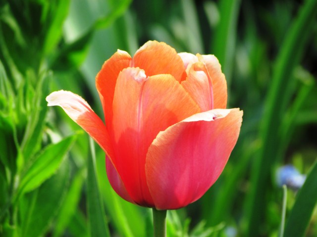 orange tulip