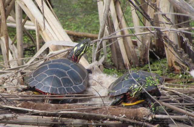 painted turtles