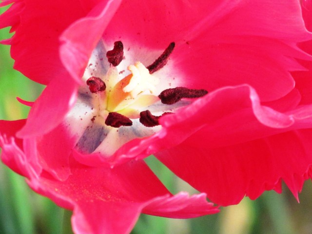 pink tulip
