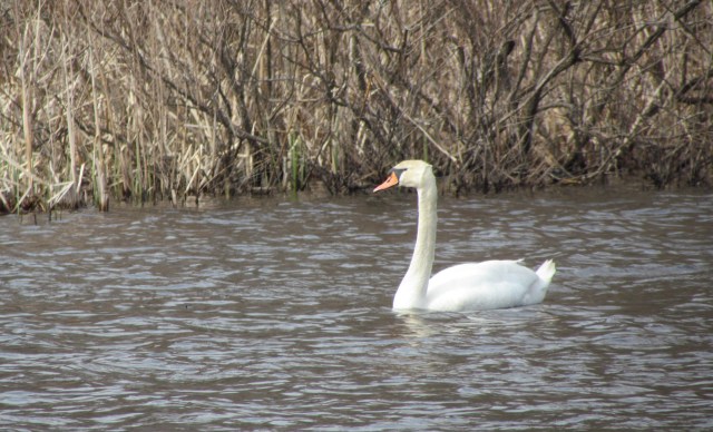 swan may 15