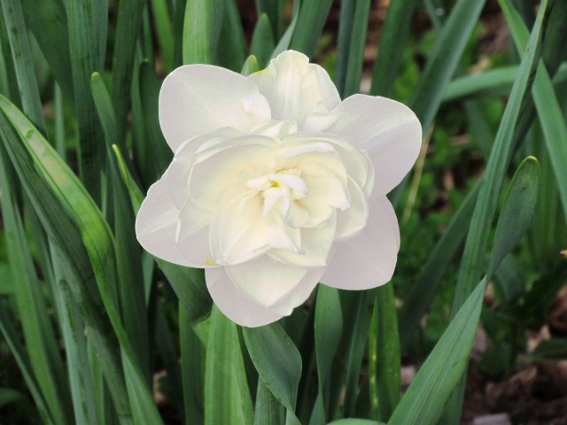 white double tuli