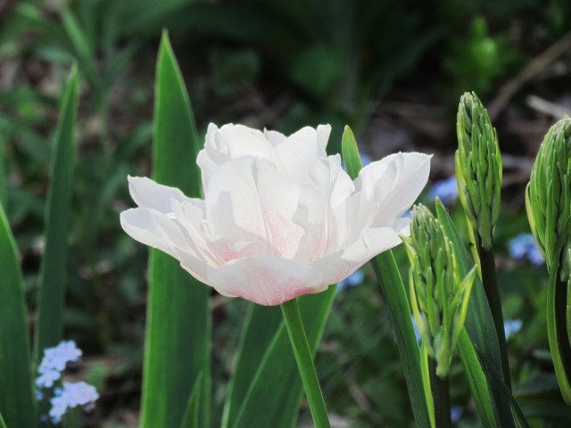 white tulip