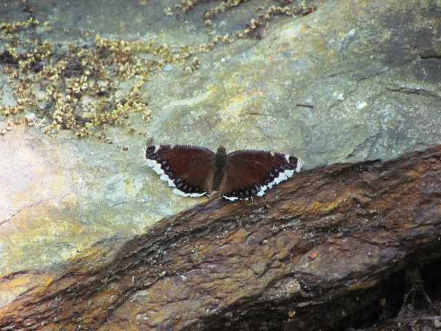 pm butterfly