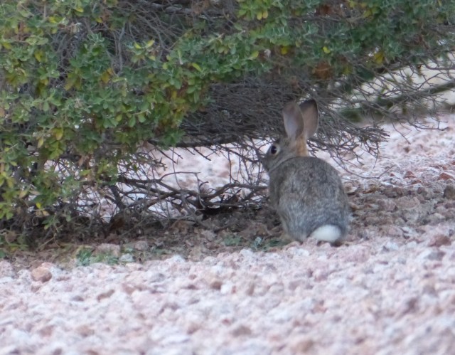 bunny
