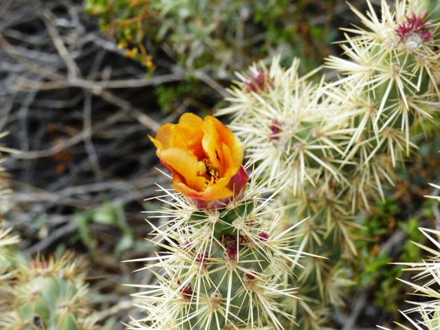 cactus bloom