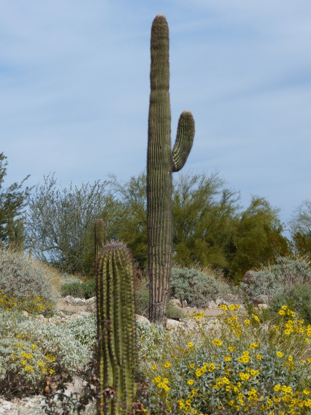 cactus wave